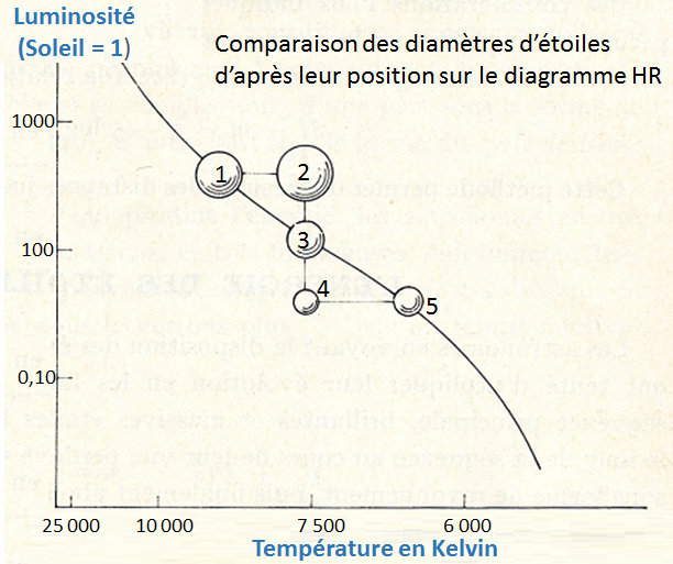 Schéma comparant le diamètre des étoiles de la séquence principale.